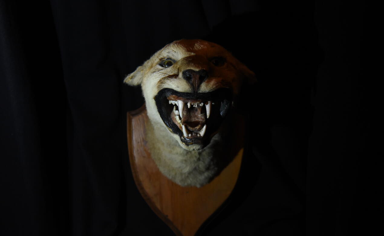 A taxidermied and mounted cougar head with its mouth open