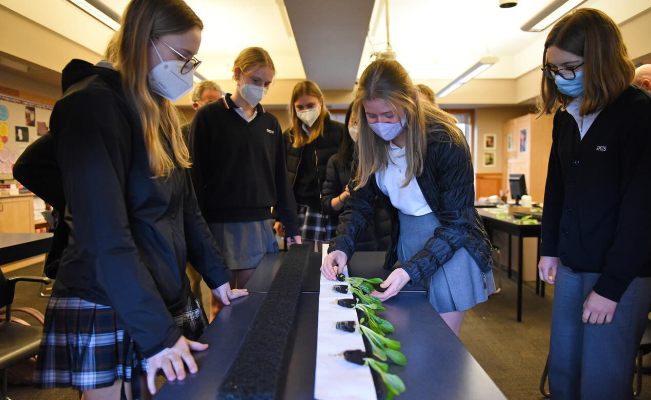 A group of students lays lettuce starters on a wicking strip for an indoor planting system.