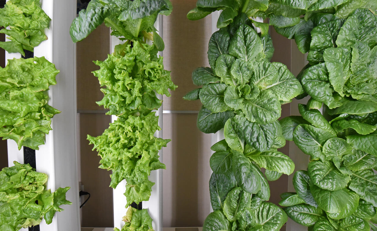 Vertical towers with leafy lettuce growing indoors.