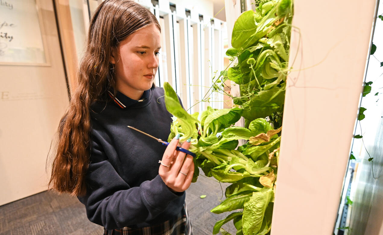 Grade 10 student Maya harvests lettuce from the vertical indoor garden.