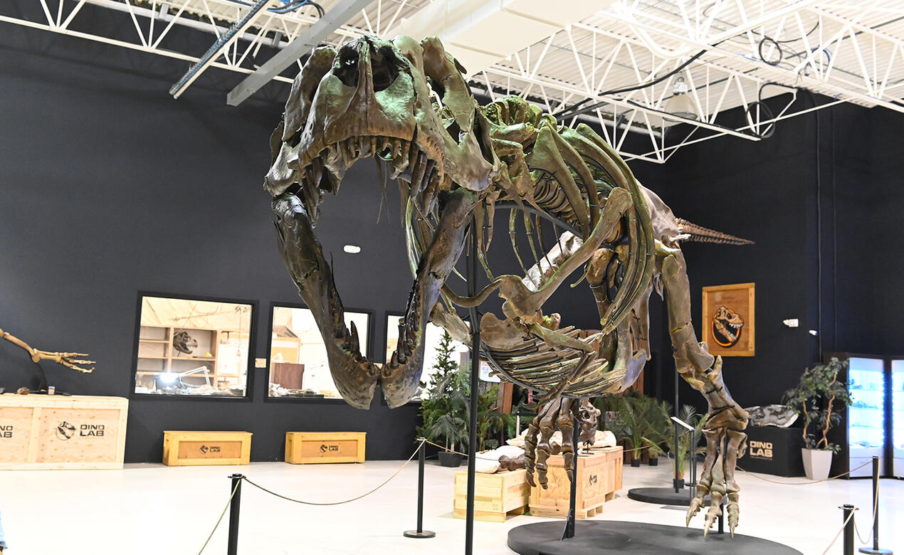 JS Grade 5 Dino Lab T-rex