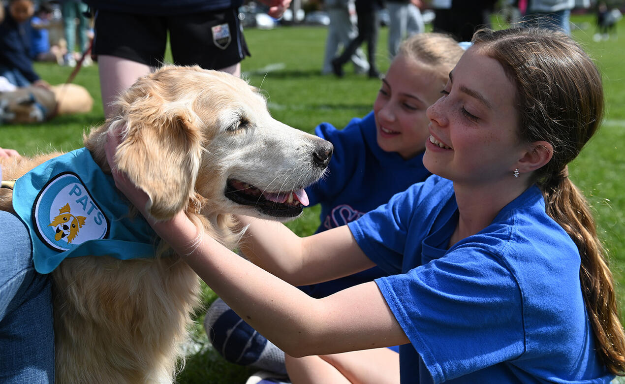 MS Wellbeing Week therapy dogs