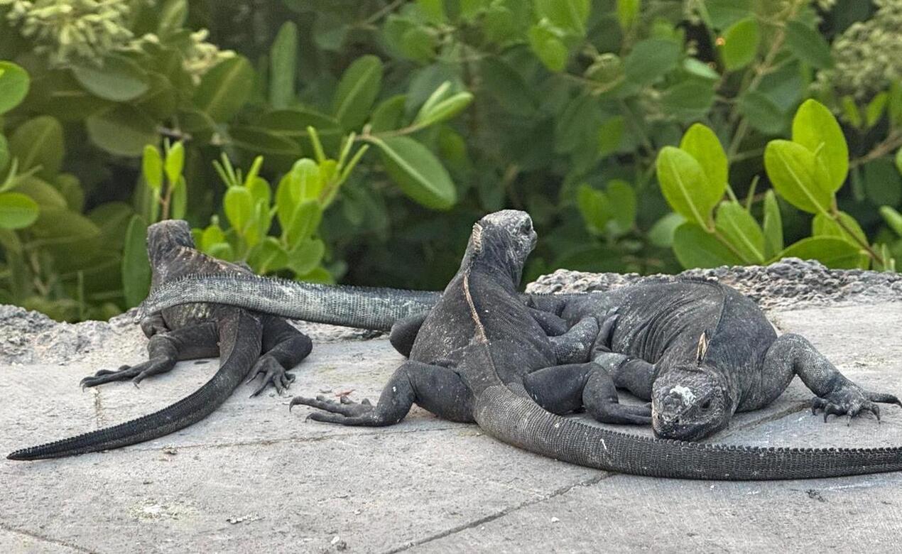 A group of iguanas in the Galapagos Islands