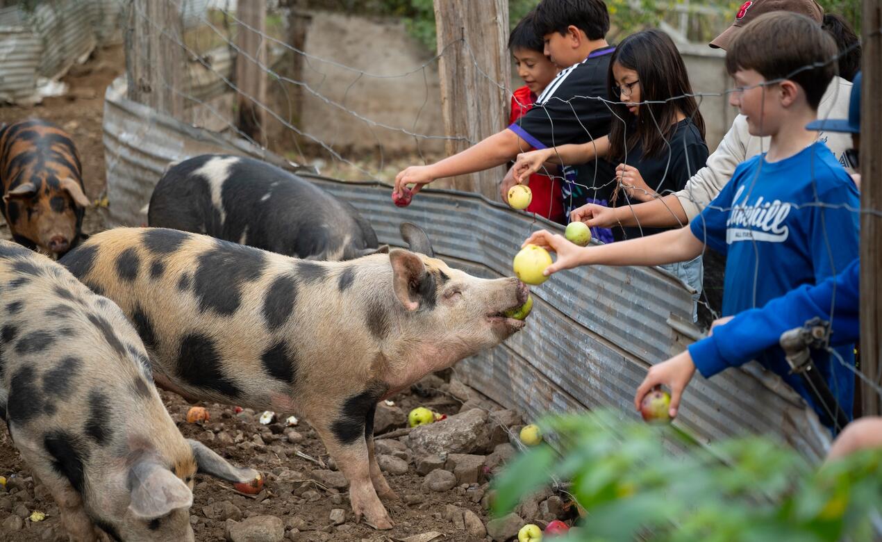 Students stand with their arms over a fence dropping and feeding apples to some pigs on the farm. 
