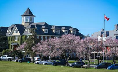 Cherry blossoms line the road to School House at the SMUS Richmond Road campus