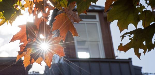 Sunlight through autumn leaves