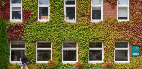 Autumn ivy on School House