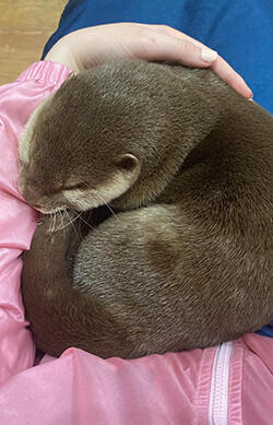 An otter curls up in a student's lap