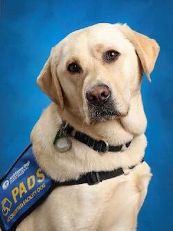 Portrait of Radar, Accredited facility dog