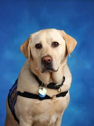 Portrait of Radar the Dog