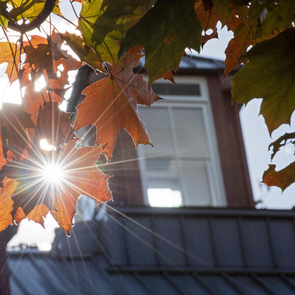 Sunlight through autumn leaves