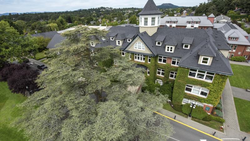 Drone photo of the blue atlas cedar and School House