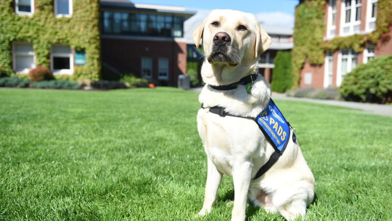 Radar the Accredited Facility Dog poses for a photo in the quad