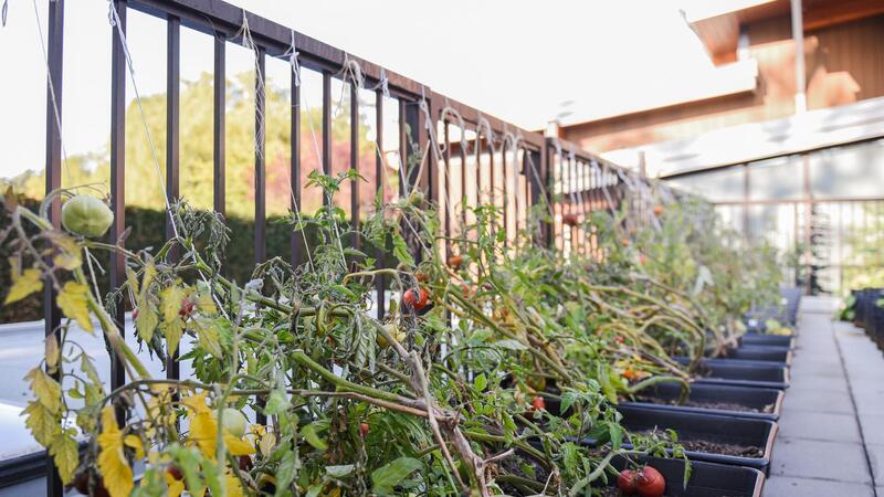 SMUS Junior School Rooftop Garden