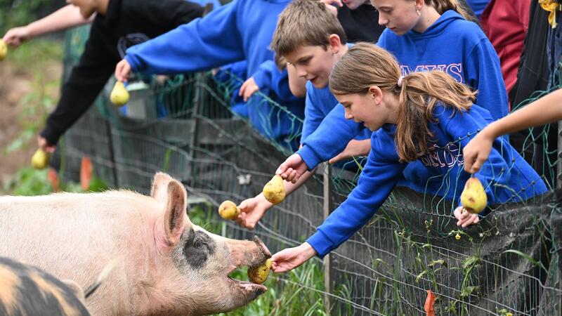 Middle School students reach over a fence to hand feed apples to large pigs in a pen.