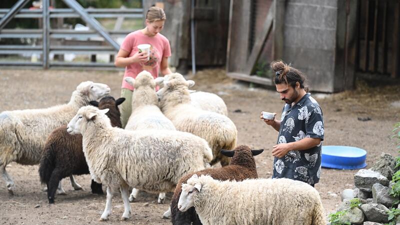 EcoVillage workers feed grain to sheep in a paddock.