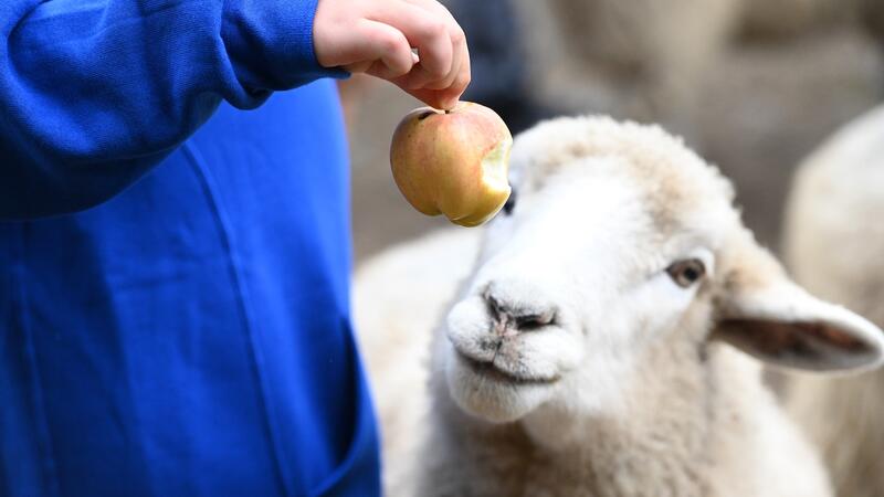 A SMUS student dangles an apple as an interested sheep looks on. 
