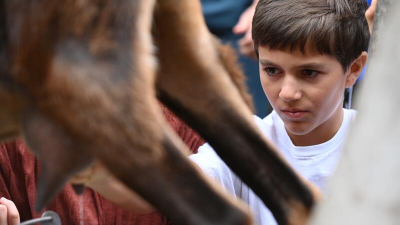 Middle school student looks on as he learns how to milk a goat. 