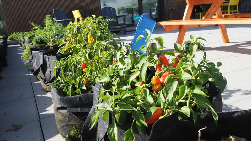 Junior School Gardening Club