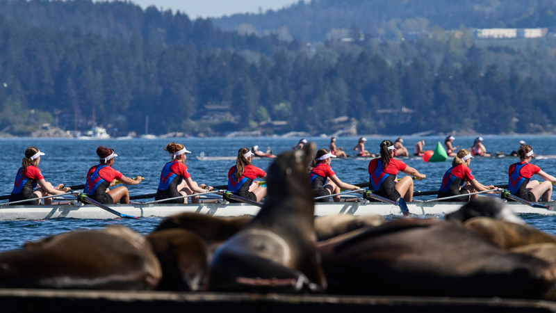 Rowing Brentwood Regatta - Kevin Light photo