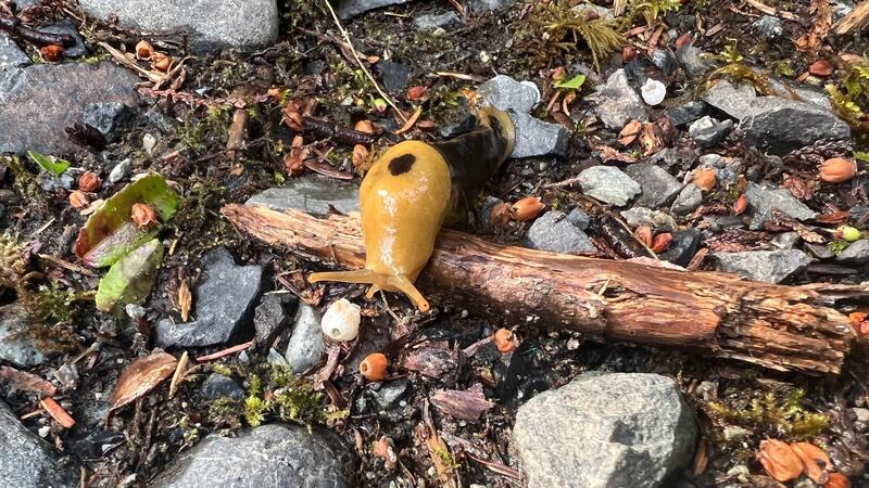 Faculty Pro-D Indigenous Learning Meares Island