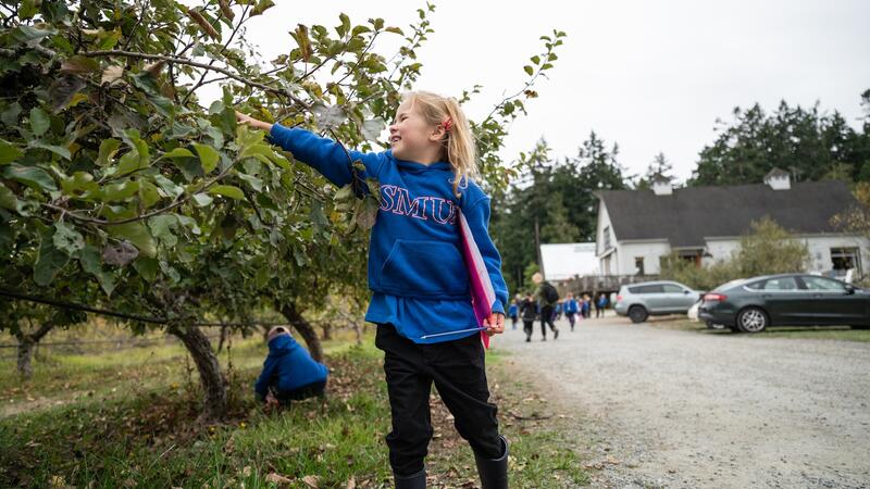 A student reaches for an apple in a lower apple tree. 