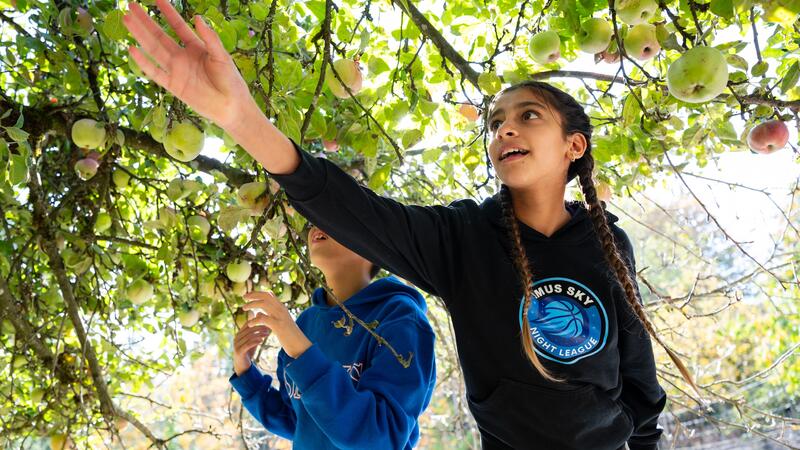 Two students reach up and under a tree to pick apples.